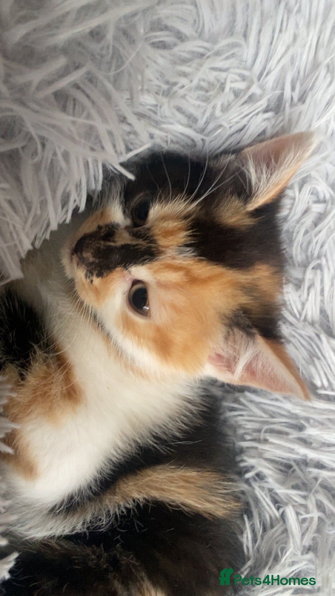 Mixed Breed cats for sale: Cute torti kitten available  - Advert 3