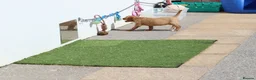 Cavapoo dogs for sale: COCKERLIERPOO puppies for sale - Advert 26