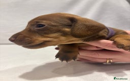 Dachshund dogs for sale: Dachshund puppies  - Image 15