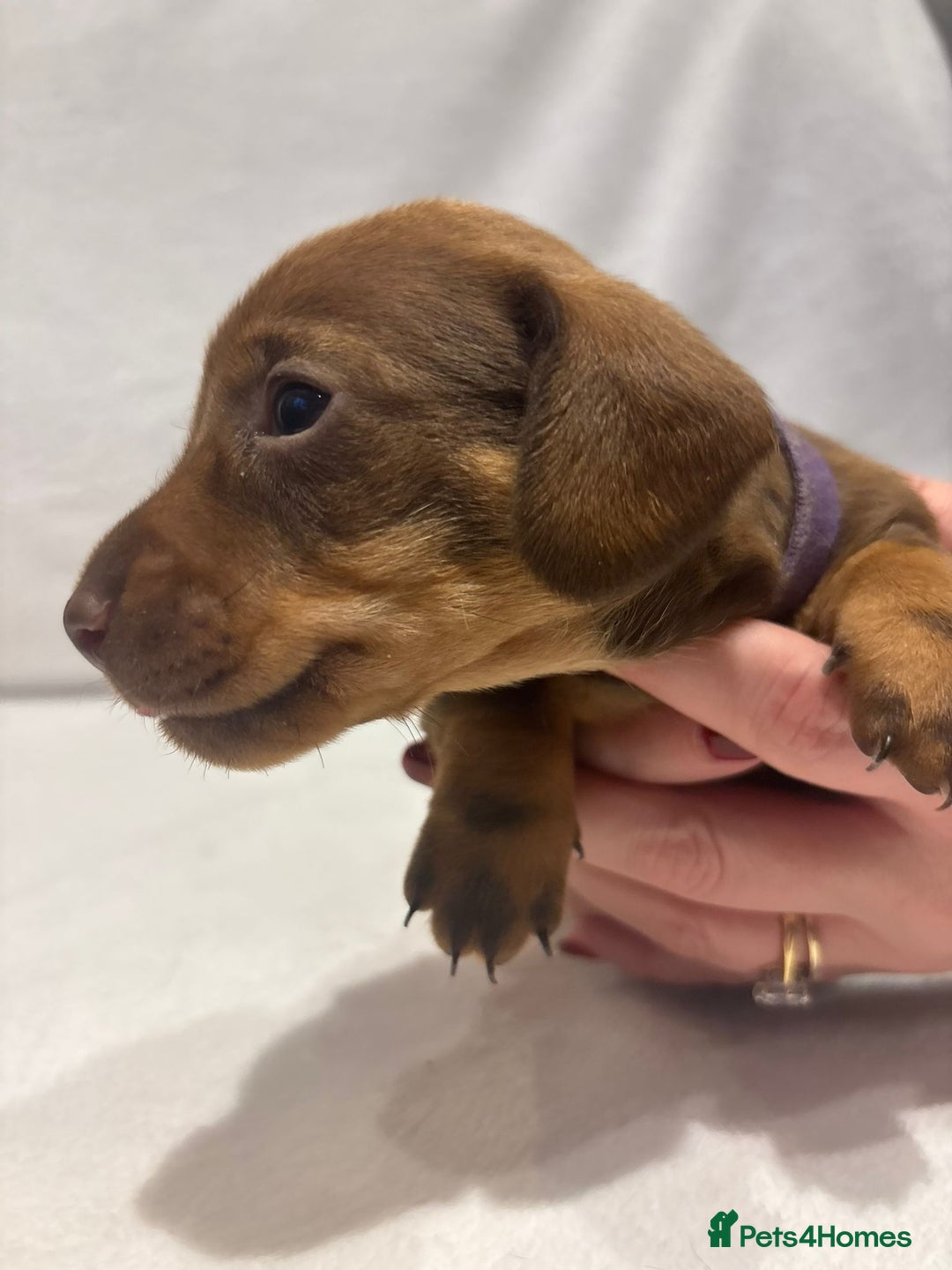 Dachshund dogs for sale: Dachshund puppies  - Image 15
