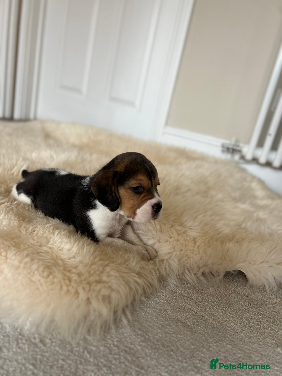 Beagle dogs for sale: Davicard/duffosee beagles - Image 16