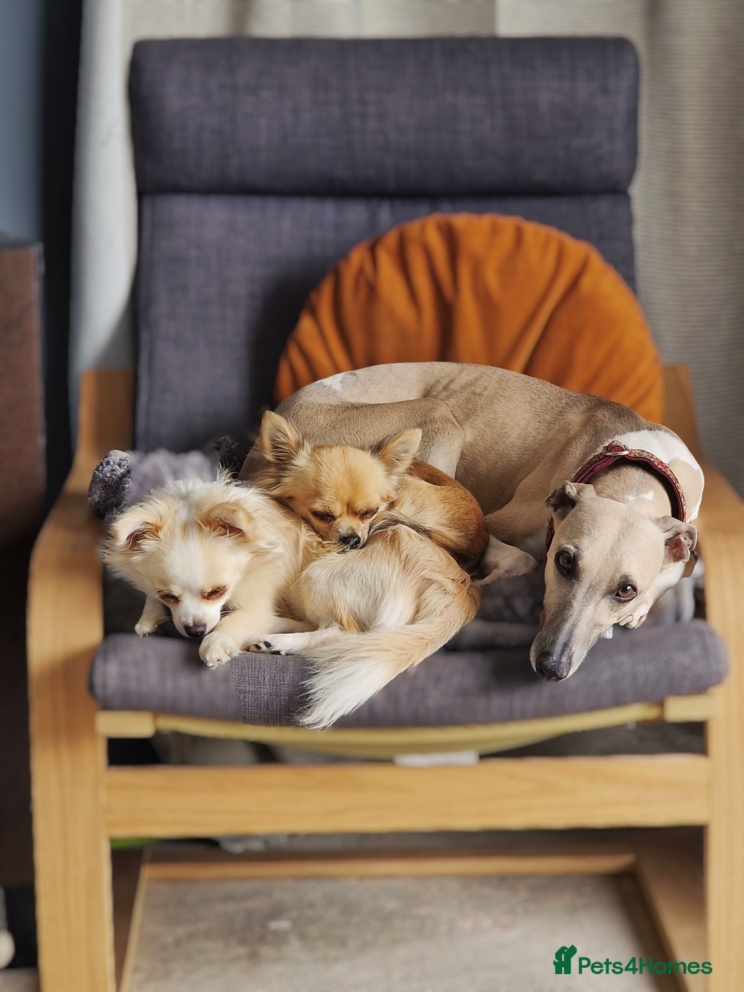 Whippet dogs for sale: Beautiful KC whippet pups for sale :) - Image 11
