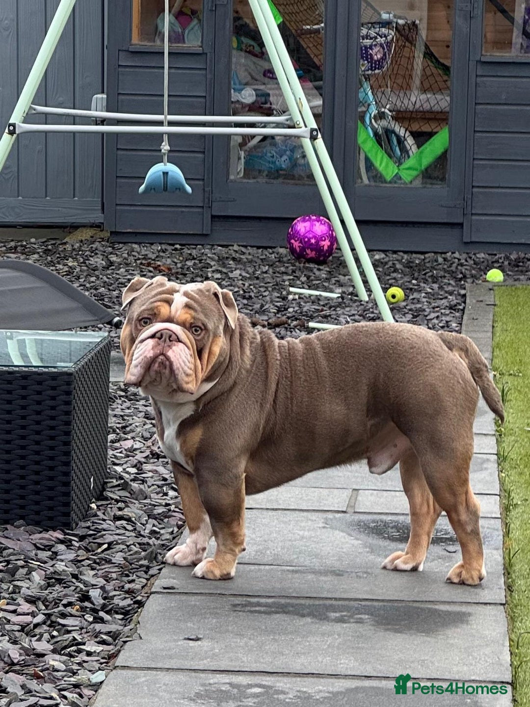 English Bulldog dogs for stud: RUBBLE FOR STUD - Advert 5