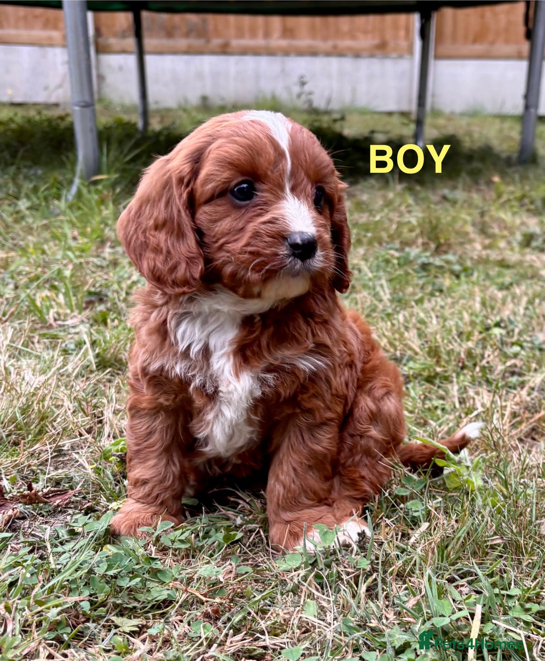 Cavapoo dogs for sale: Stunning cavapoo pups *ready to leave 29th august* - Image 1