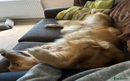 Golden Retriever dogs for sale: Gorgeous Show Type Golden Retrievers - Image 25