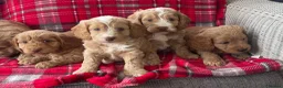 Cockapoo dogs for sale: SHOW TYPE MINIATURE F1 COCKAPOO PUPPIES - Advert 1