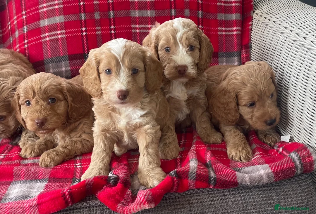 Cockapoo dogs for sale: SHOW TYPE MINIATURE F1 COCKAPOO PUPPIES - Advert 1