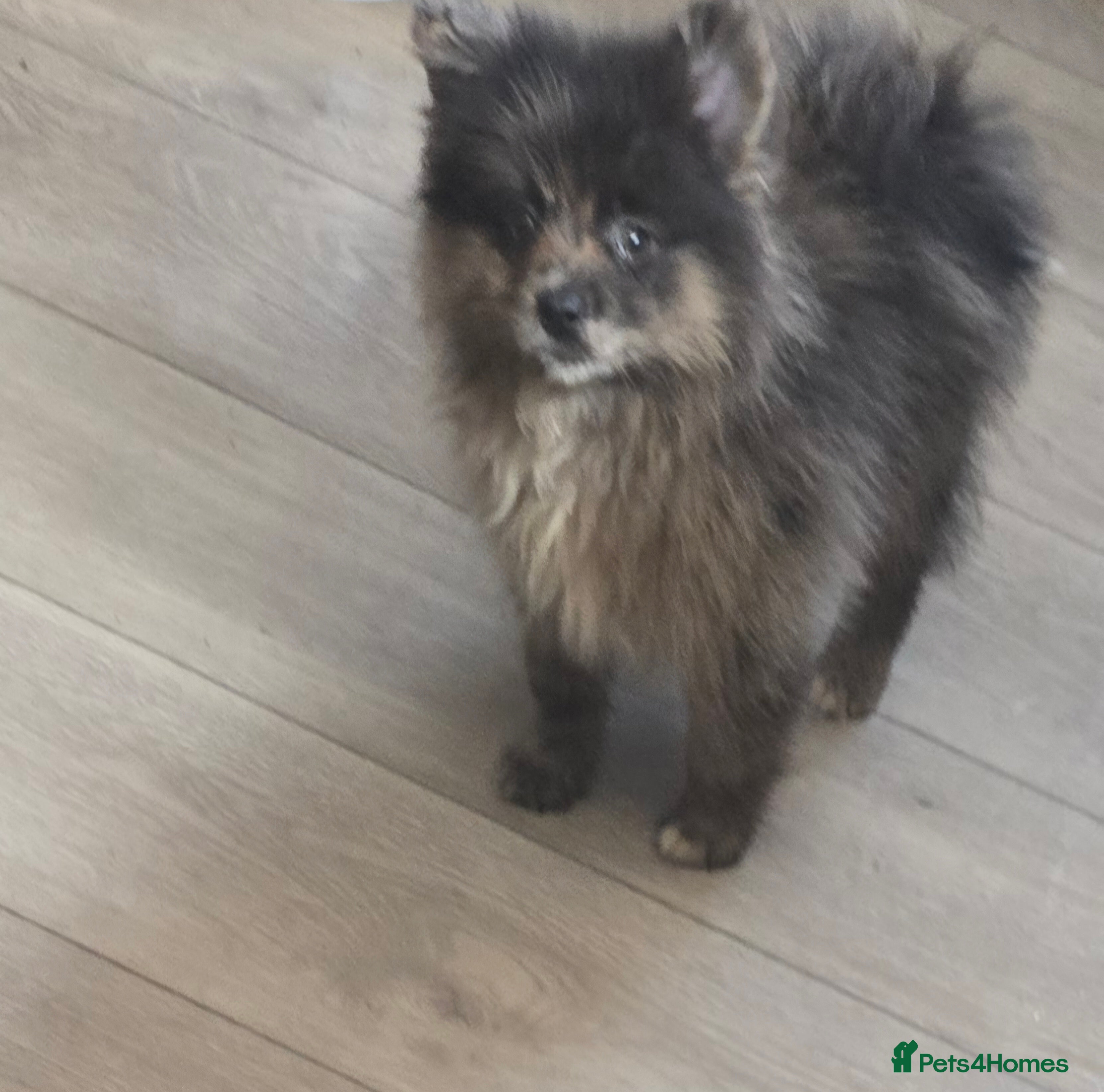 Pomeranian dogs  3 gorgeous pomeranian puppies available  - Advert 2