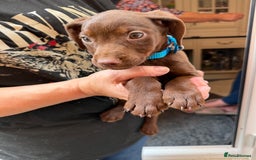 Mixed Breed dogs for sale: Cocker/ Patterdale  - Image 13