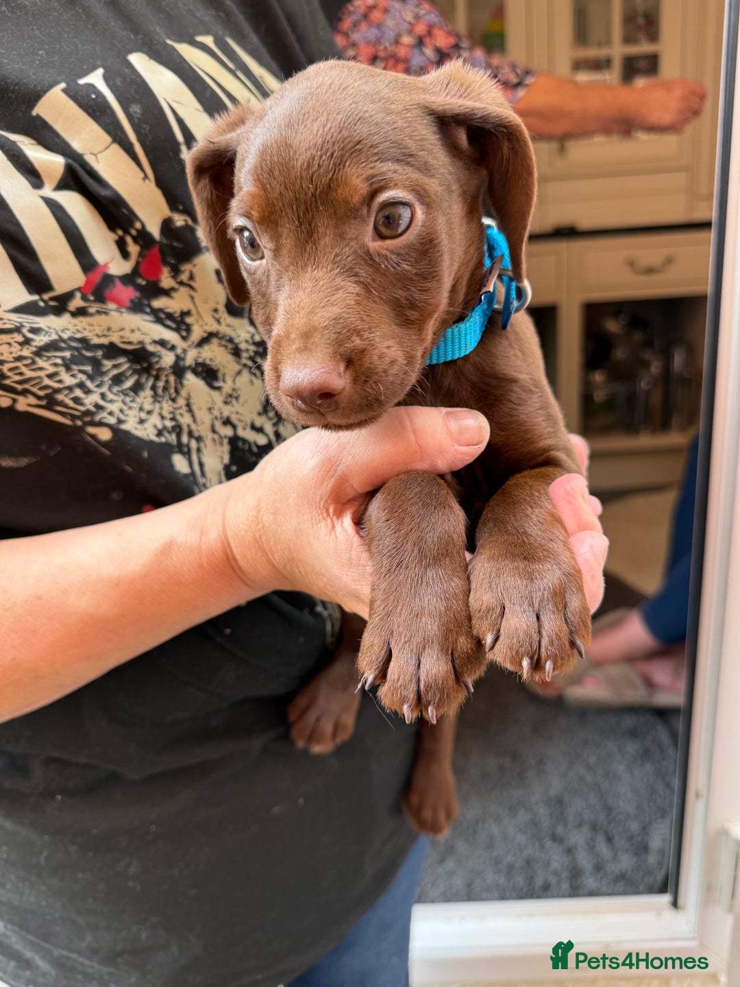 Mixed Breed dogs for sale: Cocker/ Patterdale  - Image 13