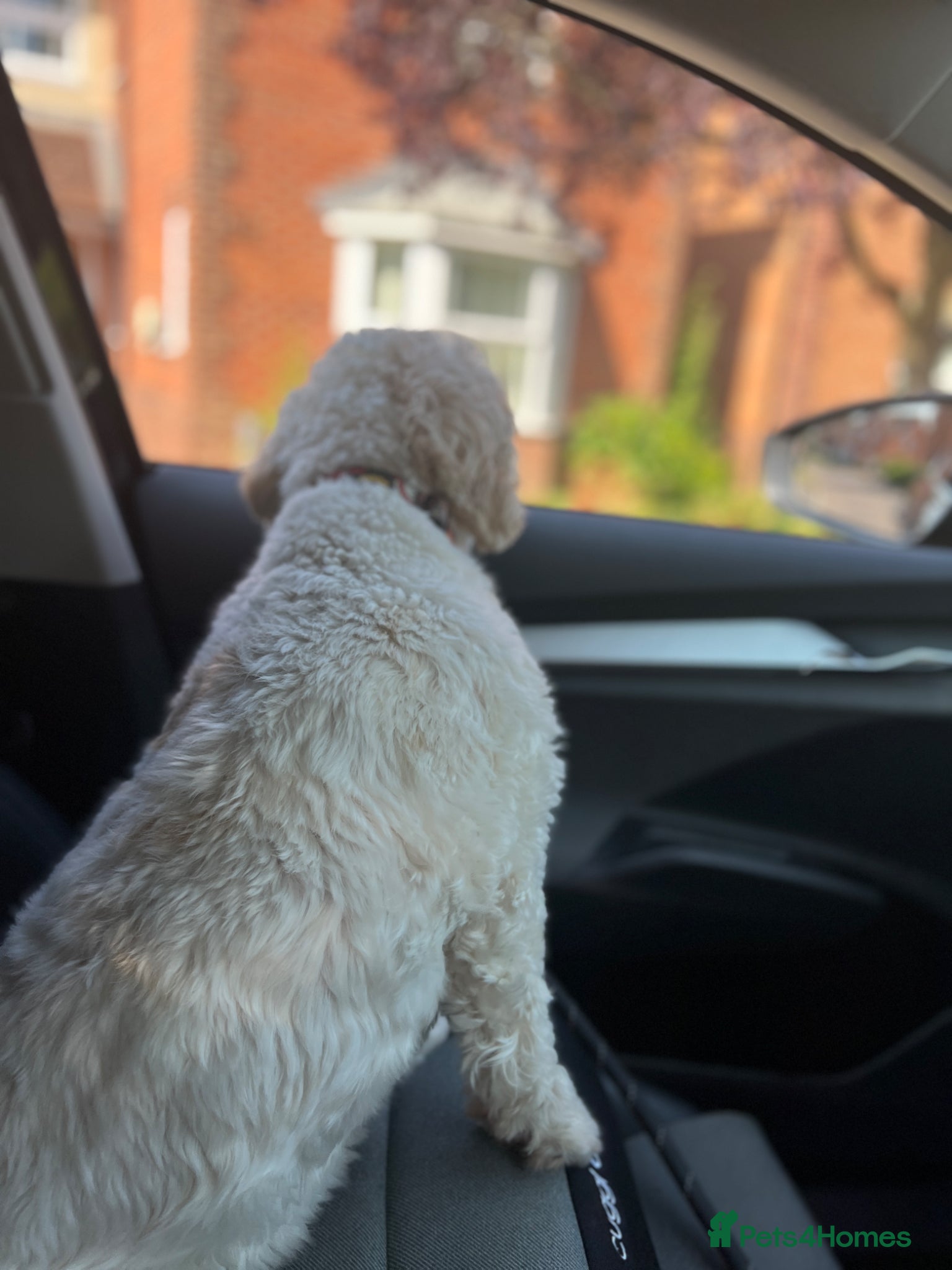 Cavachon dogs for sale: Flash - Cavachon in Taunton - Advert 5