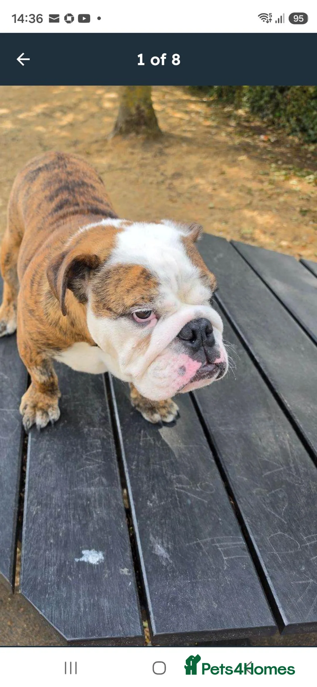 English Bulldog dogs for sale: Richard  in Stevenage - Advert 2