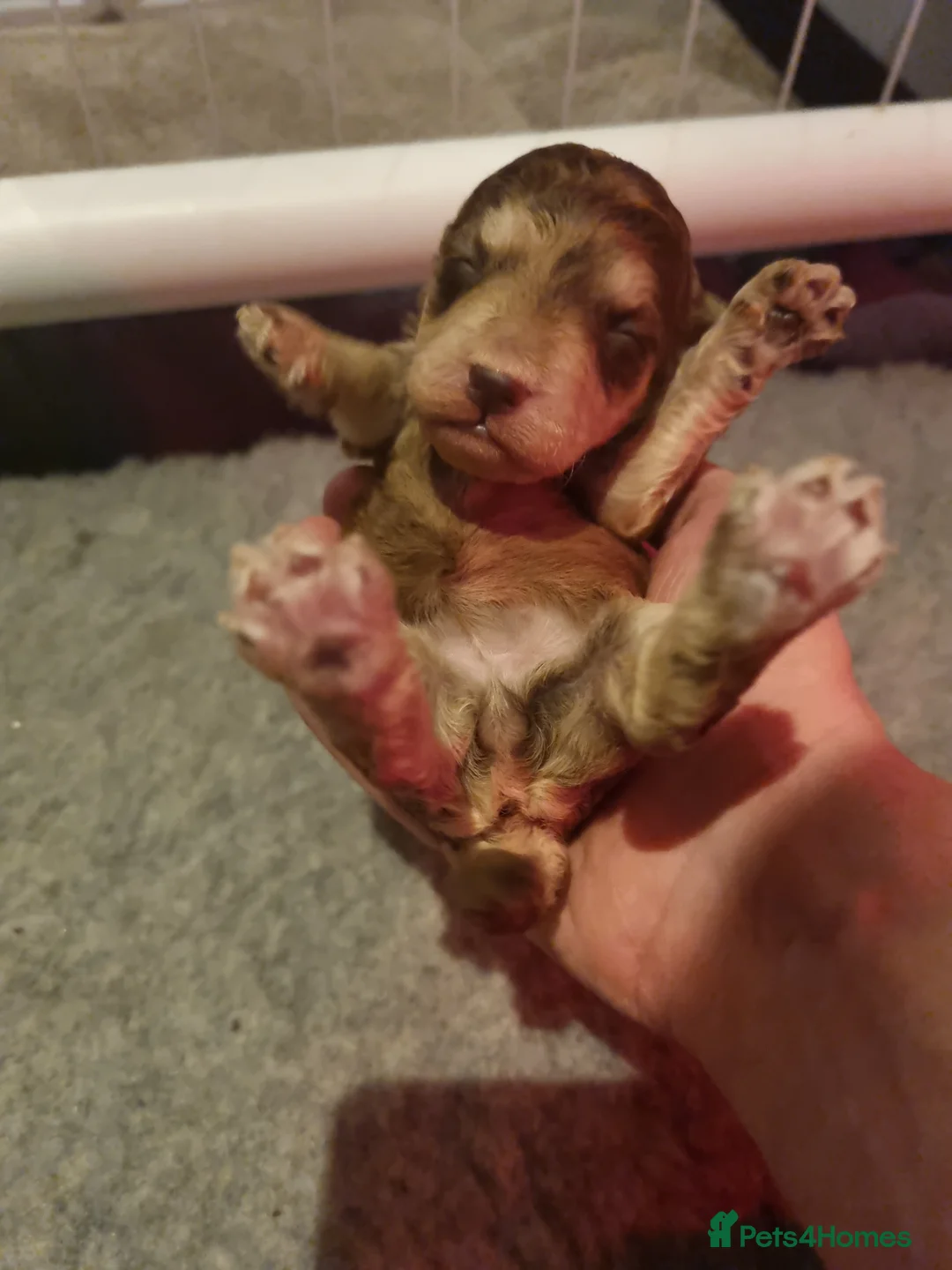 Cockapoo dogs for sale: Cockapoo puppies looking for their forever homes - Advert 27