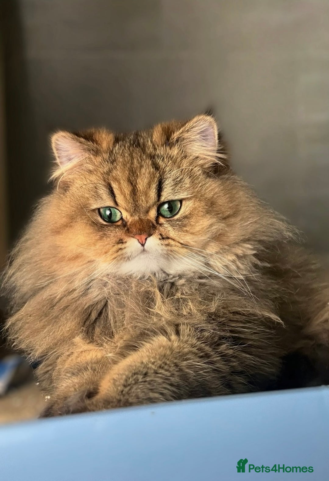 Persian cats for sale: GOLDEN PERSIAN BOY💎Looking for new home  - Image 5