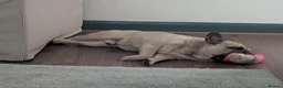 Mixed Breed dogs for adoption: 💙🐶 BEAR – HE'S DONE NOTHING WRONG... in High Peak - Advert 23