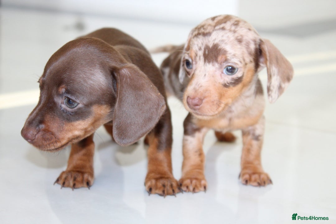 Miniature Dachshund dogs for sale: Kennel Club Registered Miniature Dachshund Puppies in Faversham - Advert 5