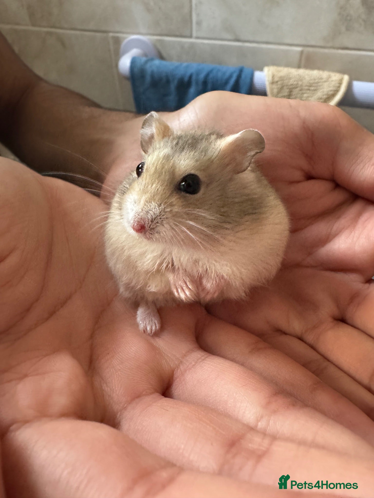 Hamster rodents Russian Dwarf Hamster  - Advert 1