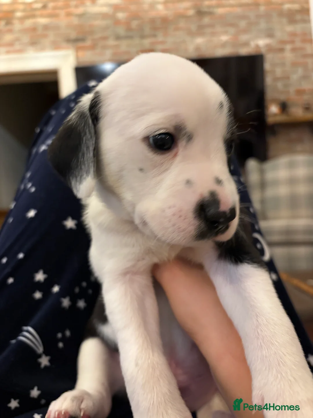 Mixed Breed dogs for sale: Dalmatian x Labrador puppies  - Advert 9