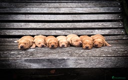 Goldador dogs for sale: Stunning Goldador Puppy’s DNA Clear KC Parents - Image 8