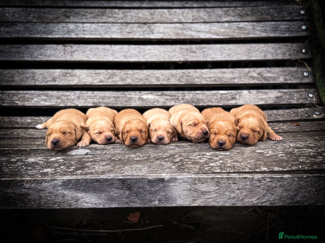 Goldador dogs for sale: Stunning Goldador Puppy’s DNA Clear KC Parents - Image 8