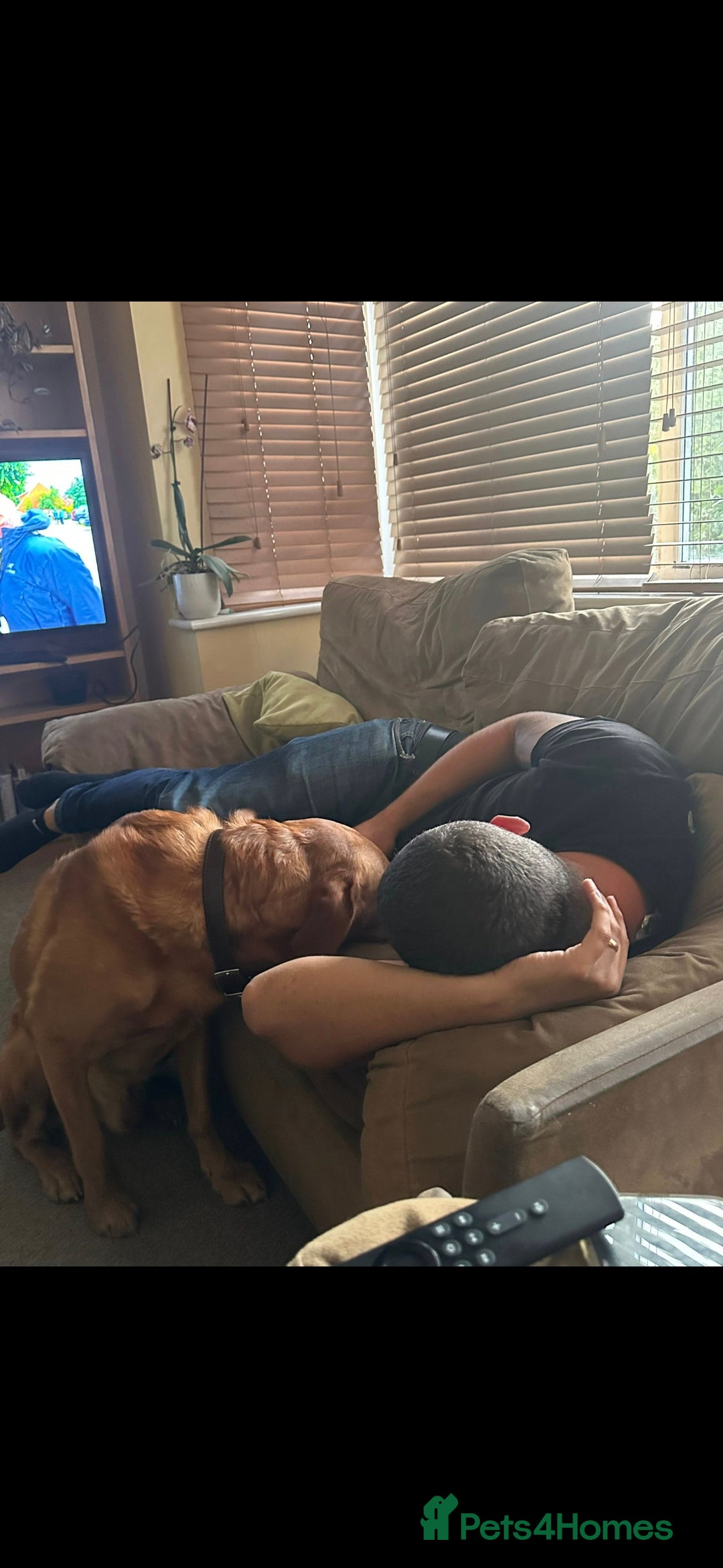 Labrador Retriever dogs for stud: Noah - Fox Red labrador pedigree -For Stud - Image 15