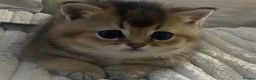 British Shorthair cats for sale: British Shorthair Golden & Silver Kittens  - Advert 21