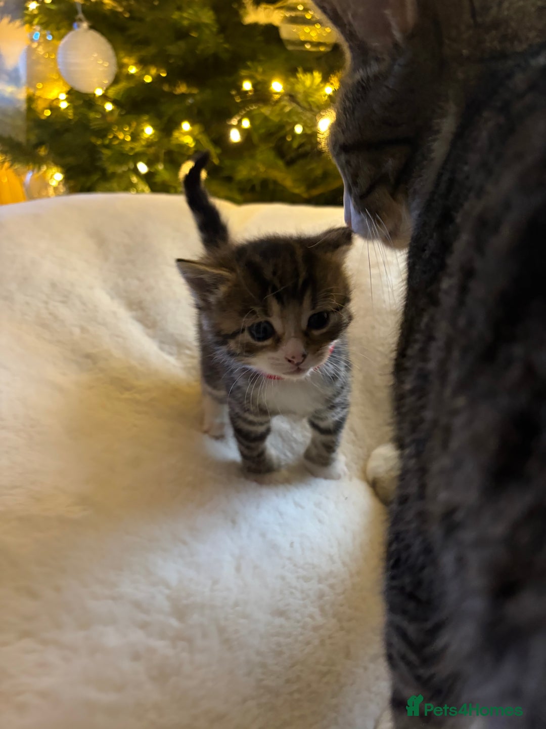 Mixed Breed cats for sale: Stunning kittens 🐱🐱🐱🐱 - Advert 6