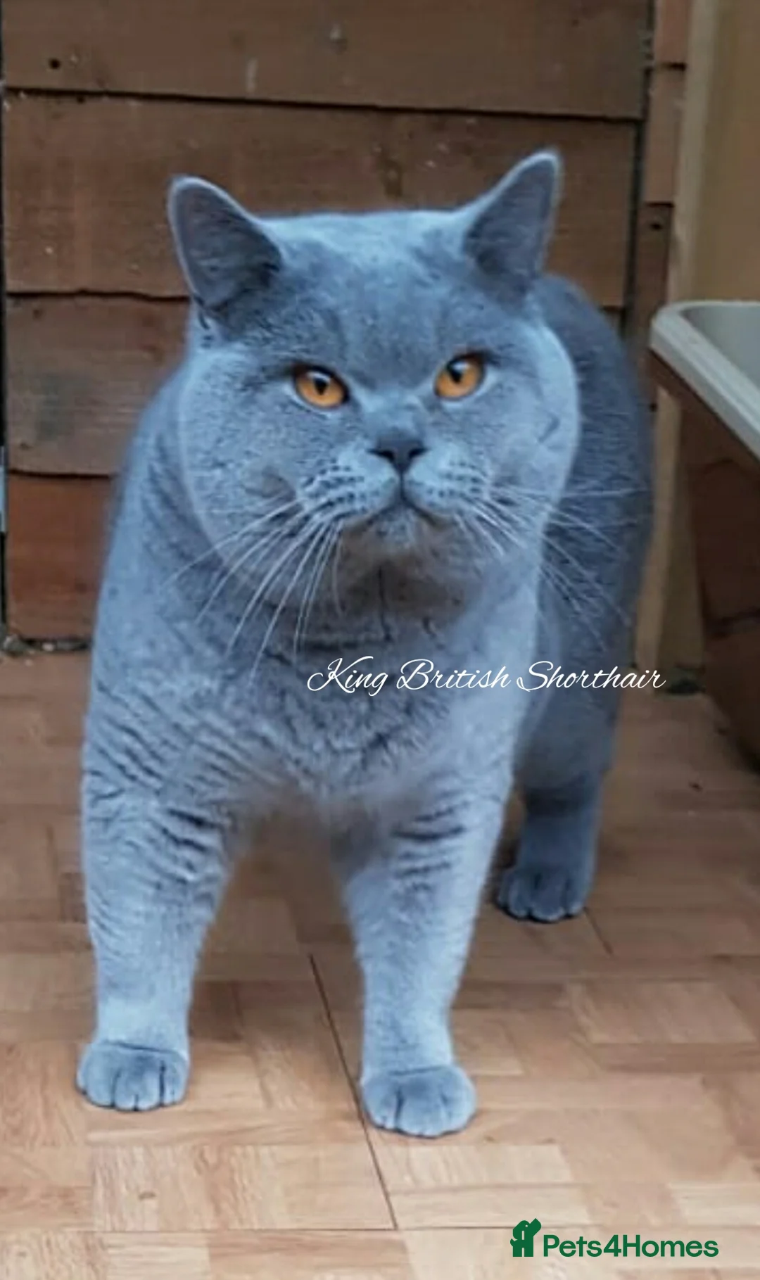 British Shorthair cats for stud: Imported Pedigree British Shorthair, BG B in London - Advert 7
