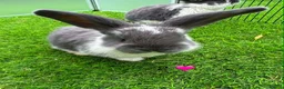 French Lop rabbits for sale: Pure French lop - Advert 4
