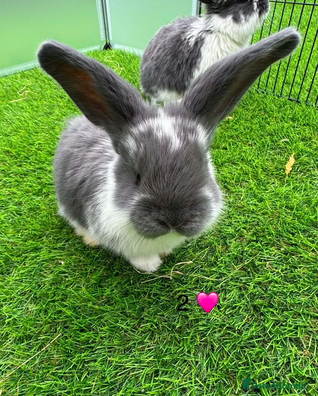 French Lop rabbits for sale: Pure French lop - Advert 4