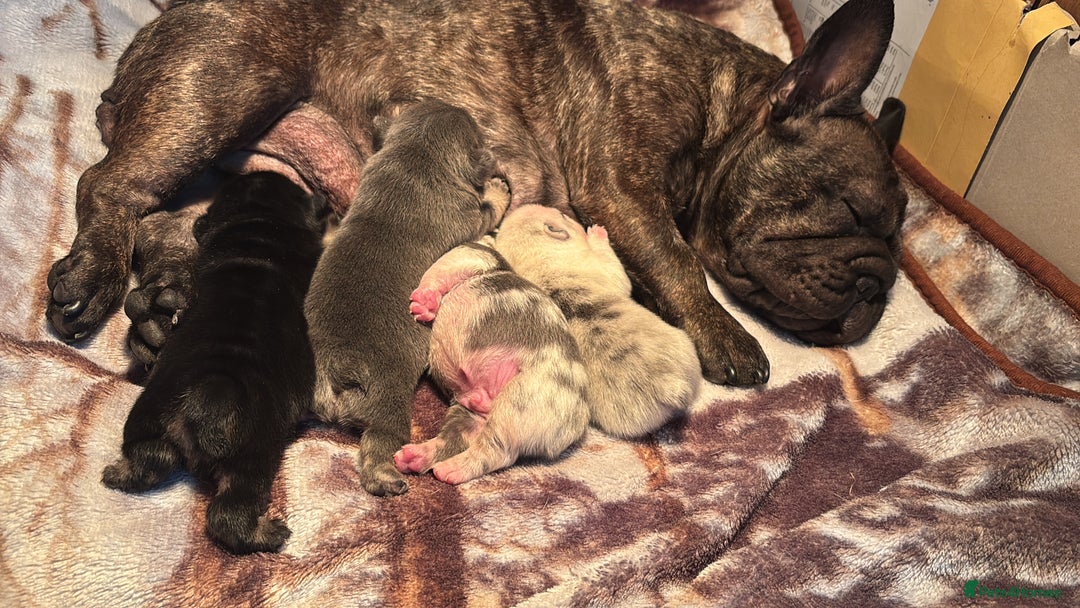 French Bulldog dogs for sale: French bulldog puppies  - Image 10