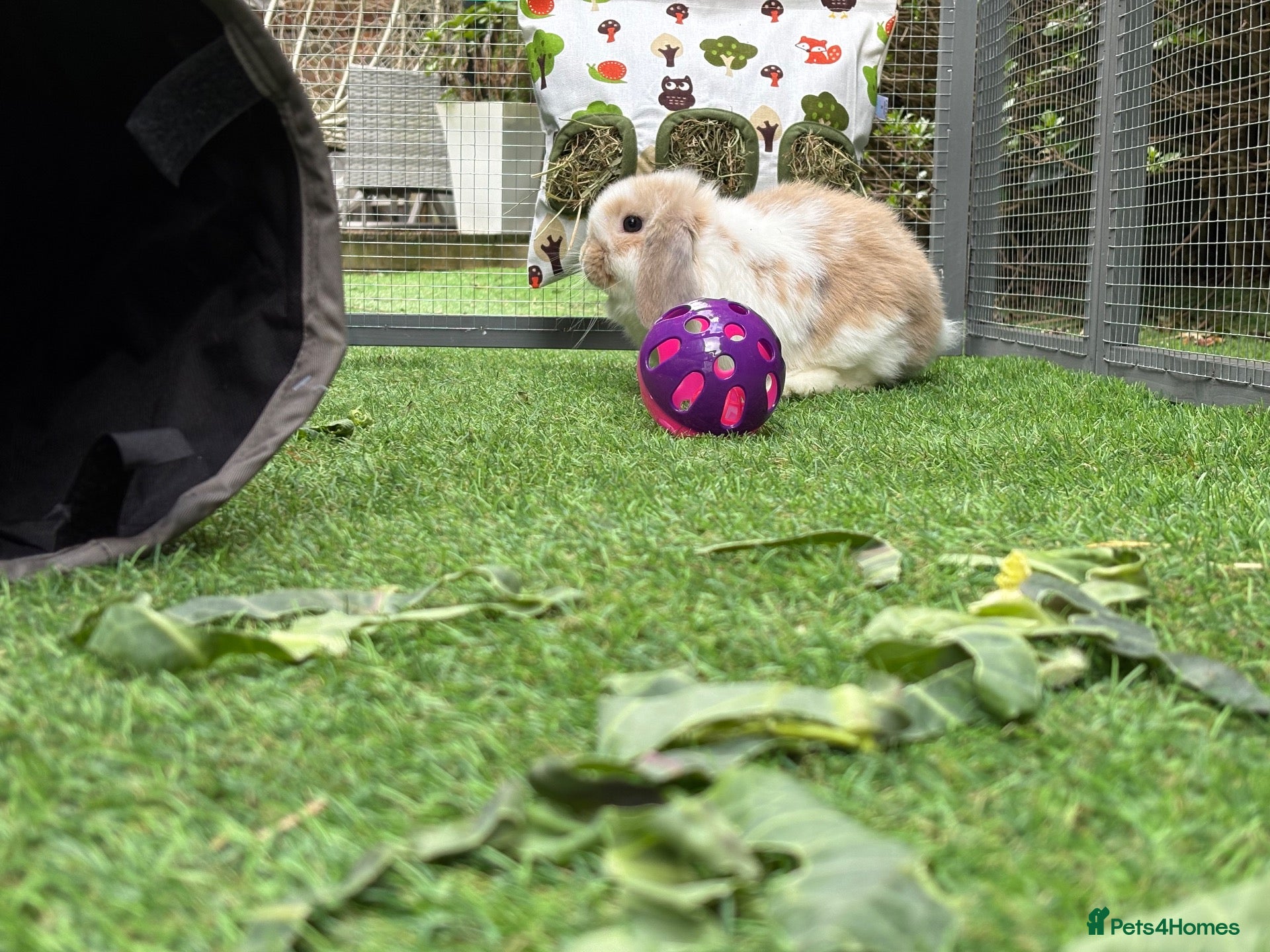 Mini Lop rabbits Mini lops  - Advert 5