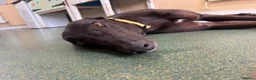 Greyhound dogs for adoption: Oliver - Advert 5