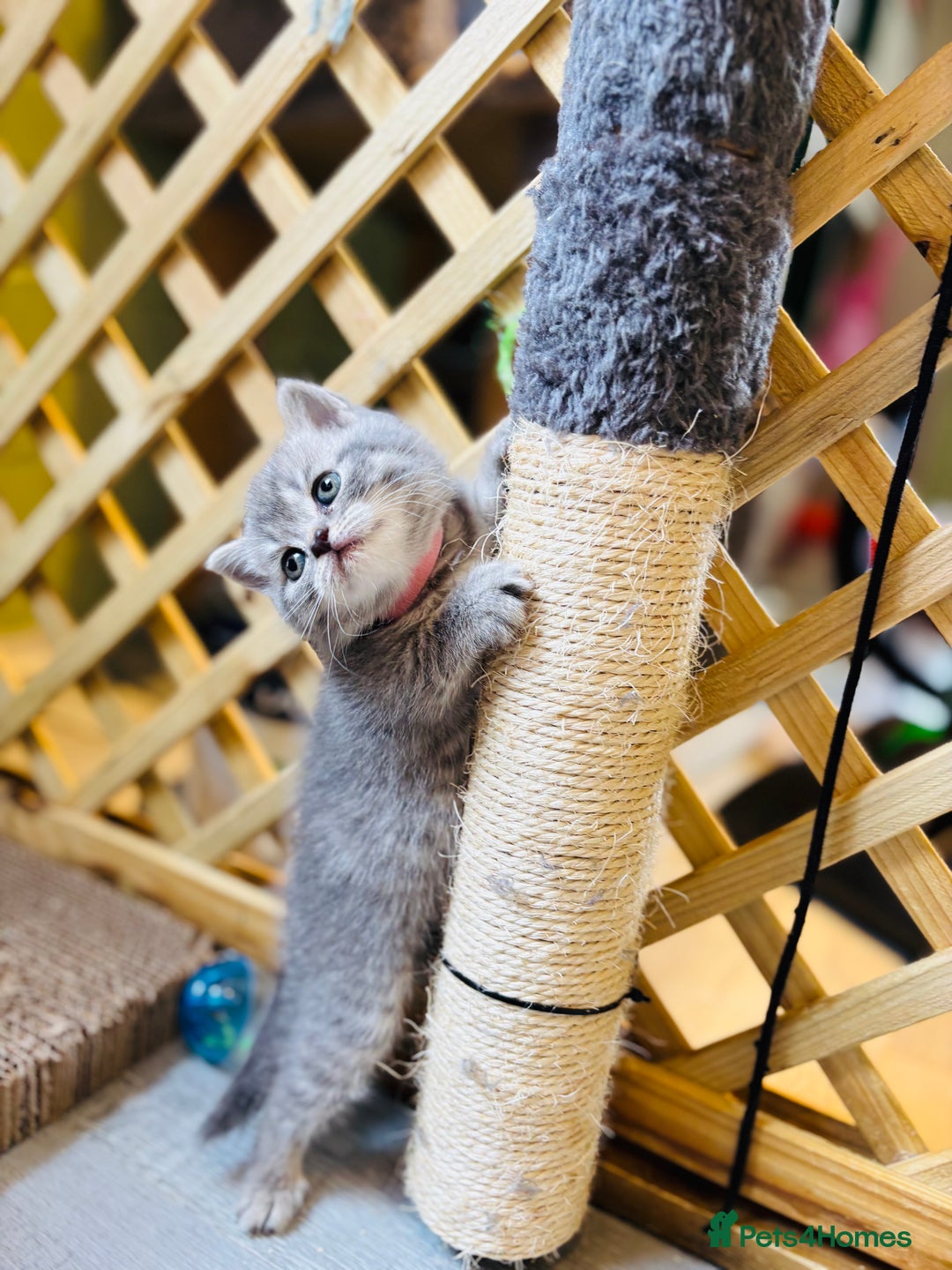 British Shorthair cats for sale: British shorthair kittens  - Image 6