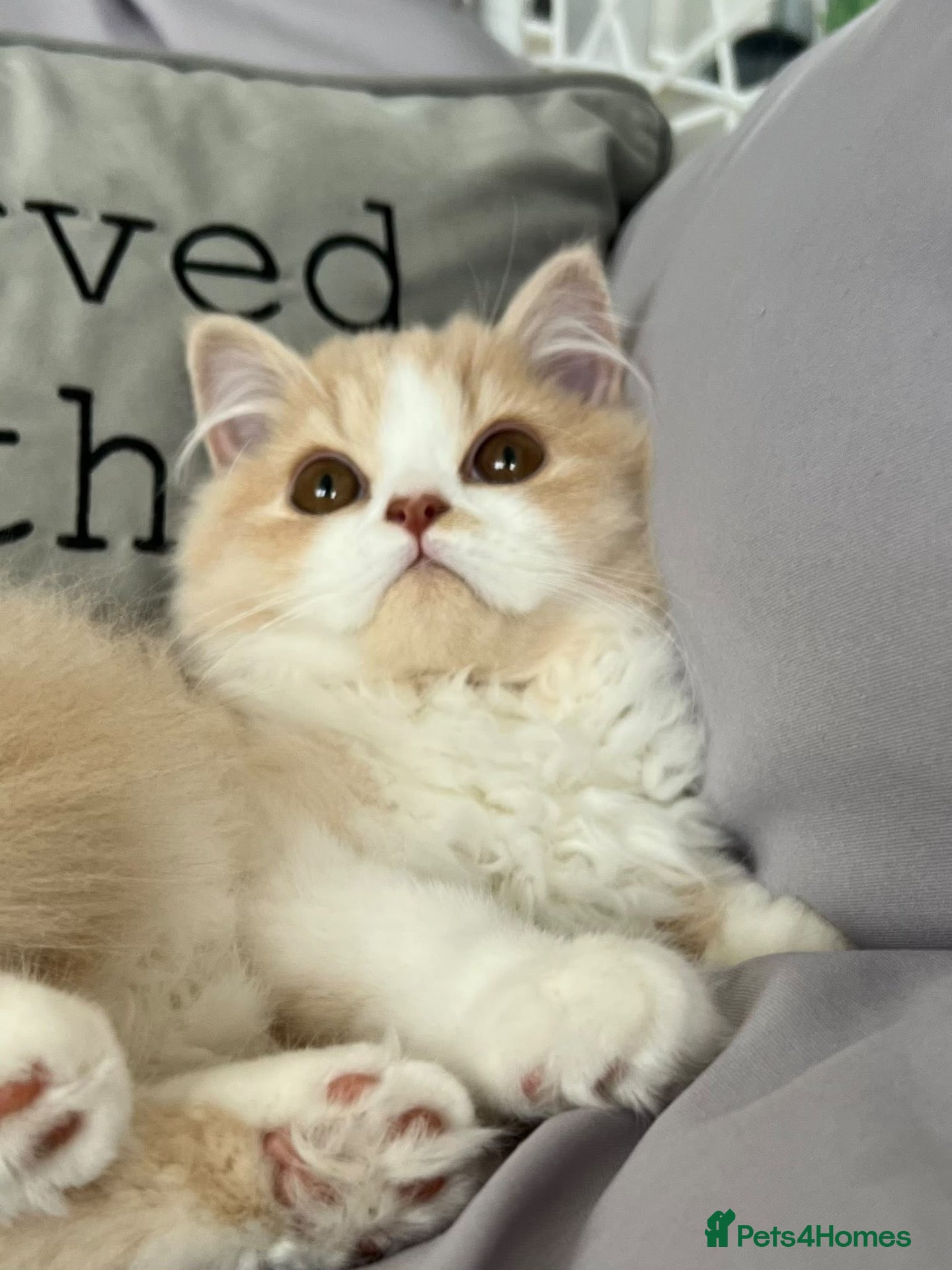 British Longhair cats Stunning baby doll BLH bicolour boy, ready now  - Advert 1