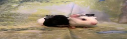 Guinea Pig rodents for sale: Gorgeous Bonded Baby Guinea Pig Boys 🐹❤️ in Westcliff-on-Sea - Advert 4