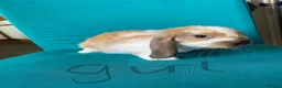 French Lop rabbits for sale: French lop bunnies for sale  - Advert 3