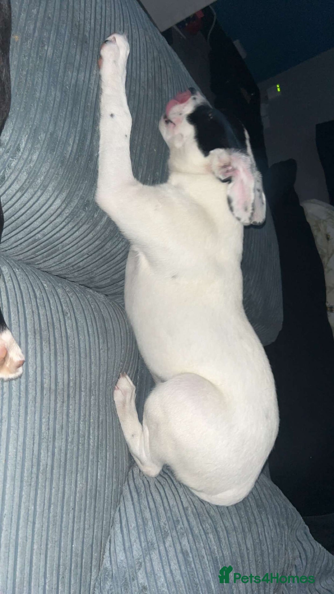 Mixed Breed dogs for sale: Male puppy 19 weeks (rocky) - Image 2