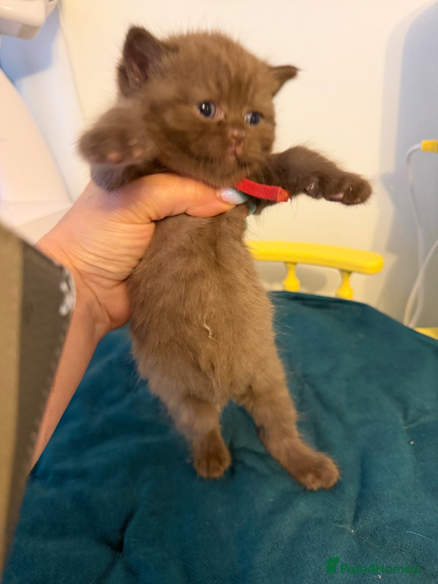 British Shorthair cats Tica registered BSH kittens - Advert 2
