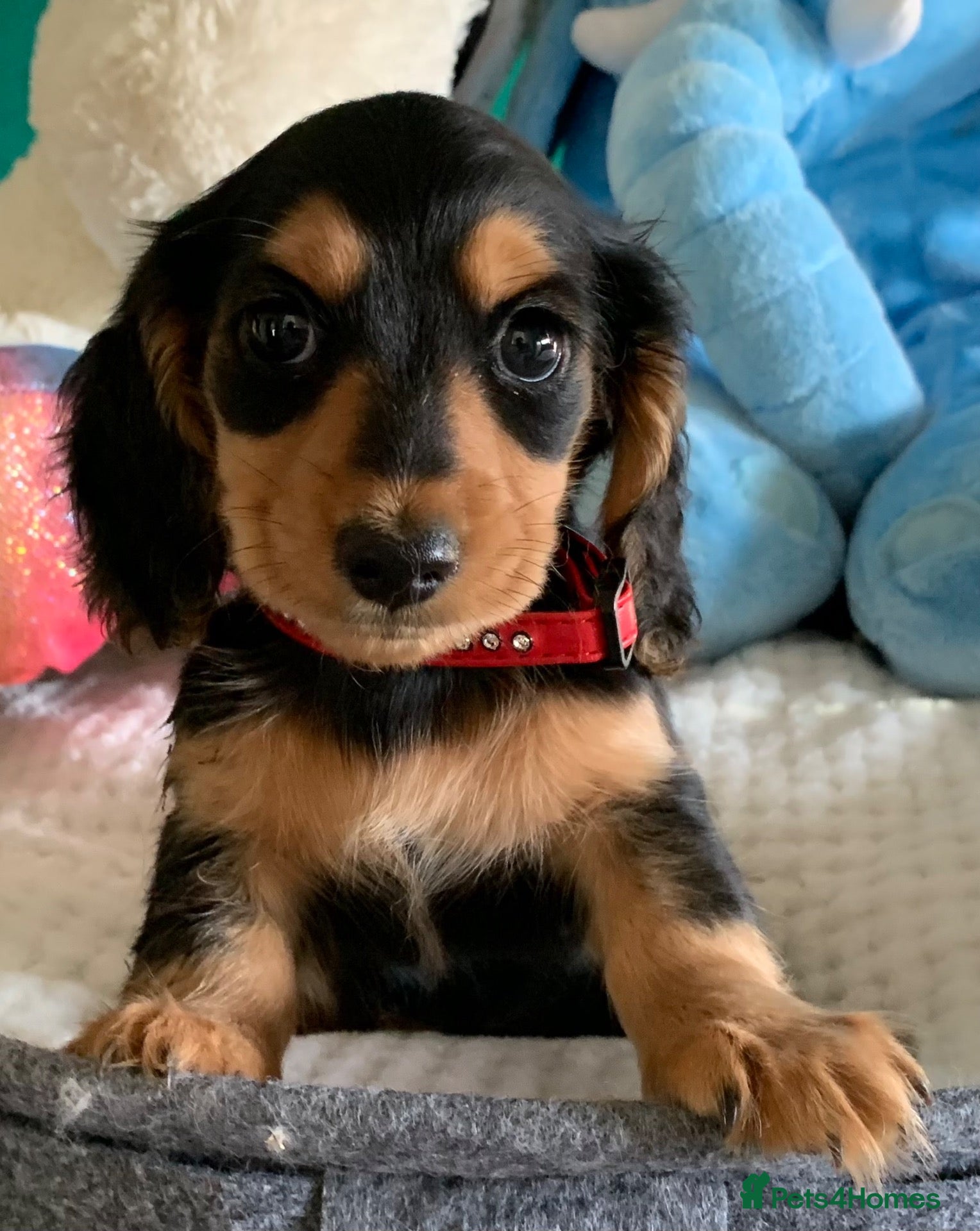 Dachshund dogs KC reg long hair dachshunds  - Advert 14
