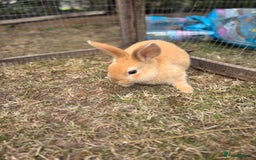 Mini Lop rabbits for sale: Mini Lop x Netherland babies Rabbits – Ready Now! - Image 5