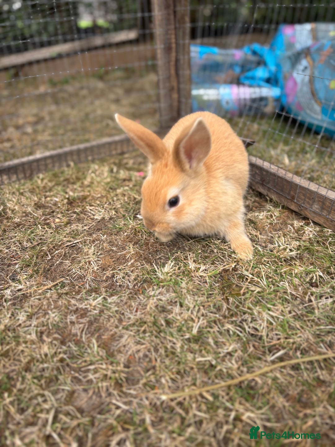 Mini Lop rabbits for sale: Mini Lop x Netherland babies Rabbits – Ready Now! - Image 5