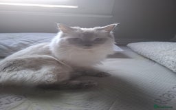 Ragdoll cats for sale: *Ragdoll Girl for sale!* - Image 4