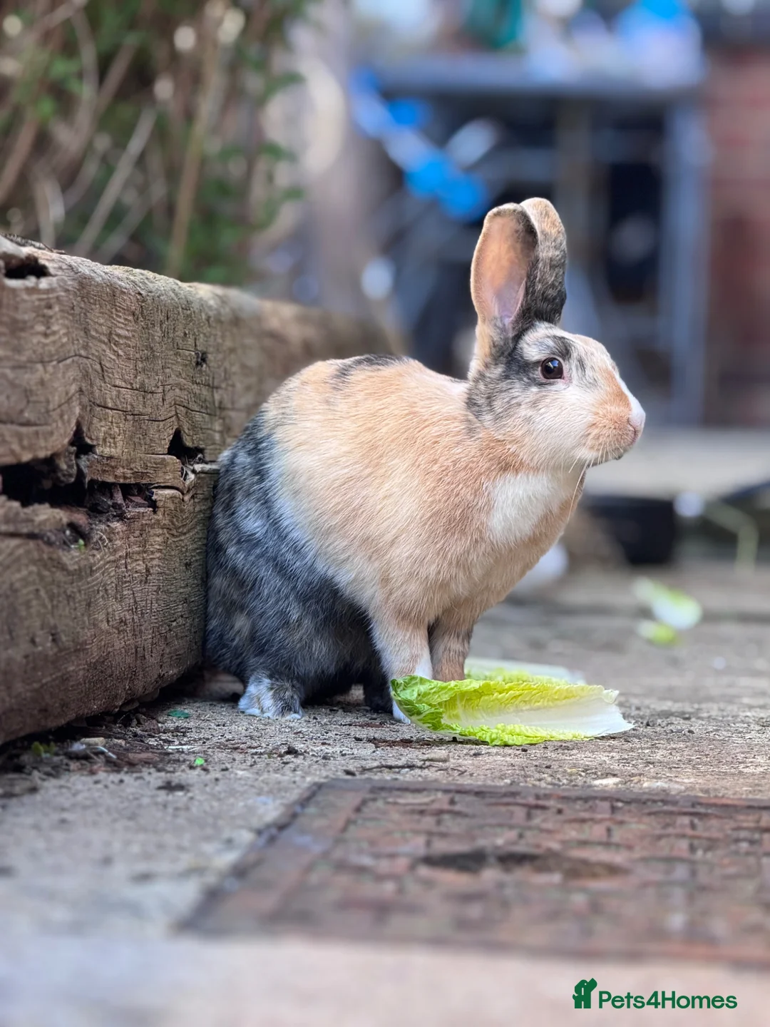Mixed Breed rabbits for sale: beautiful bonded pair of mixed breed females in Rugby - Advert 6