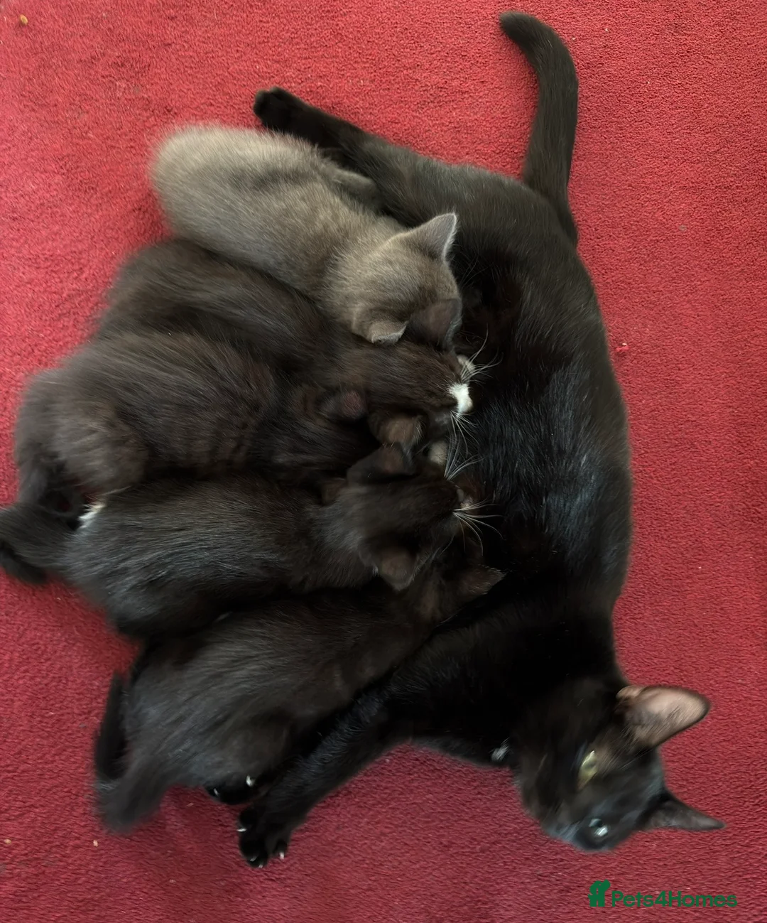Mixed Breed cats for sale: Kittens 4girls&1boy - Advert 2