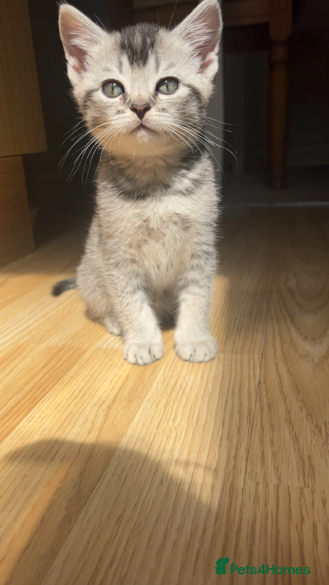 Mixed Breed cats for sale: Ragdoll X British Short Hair - Advert 1