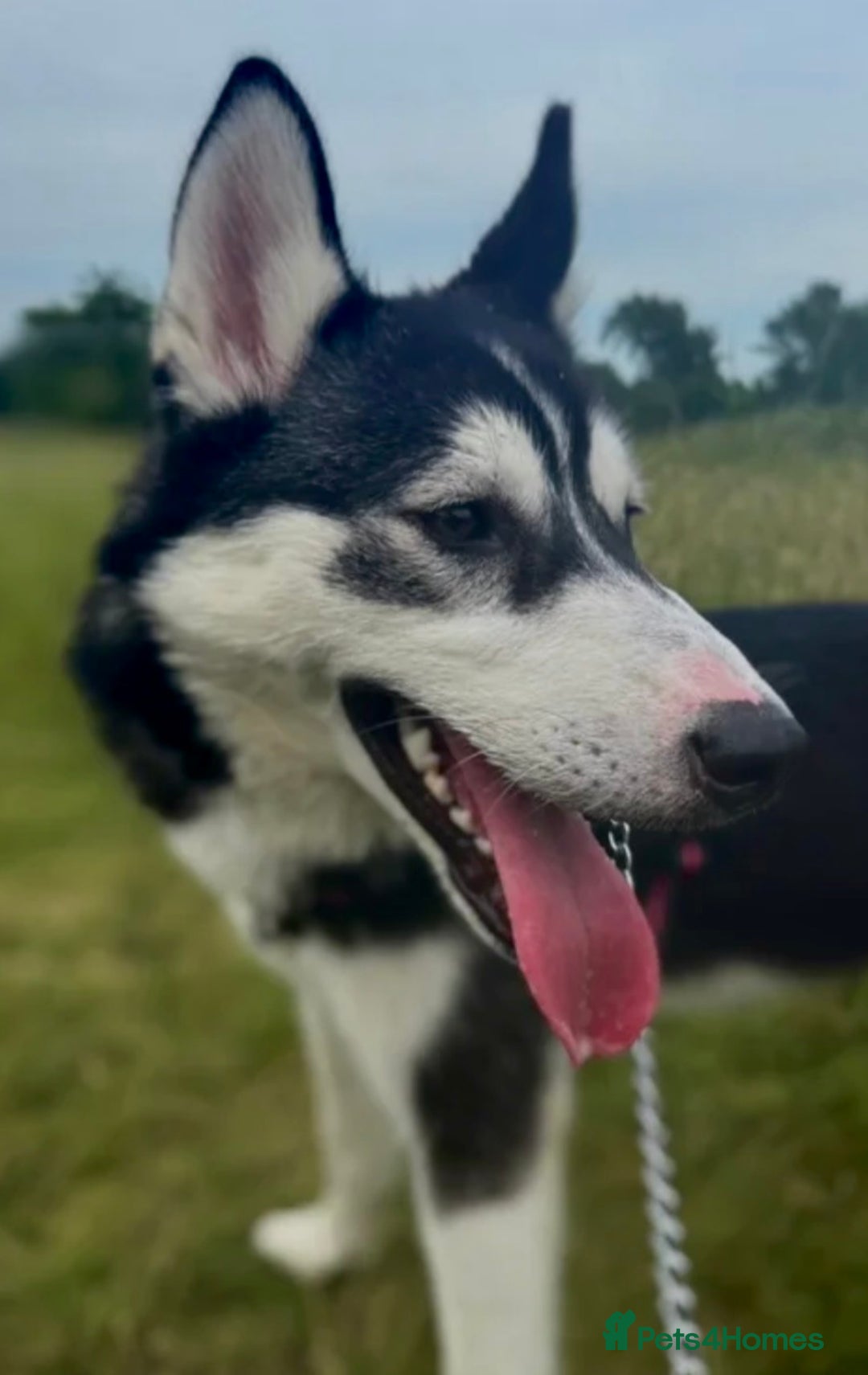 Siberian Husky dogs for sale: Siberian husky - Advert 2