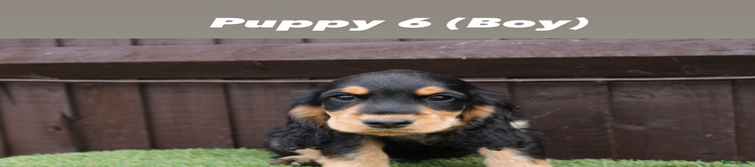 Cocker Spaniel Puppy 6