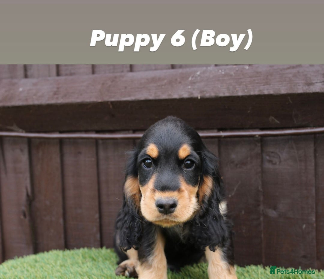 Cocker Spaniel dogs for sale: Exceptional litter of show type cocker spaniels - Image 7