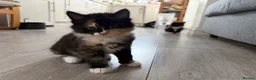 Mixed Breed cats for sale: Beautiful mixed-breed kittens! - Advert 26